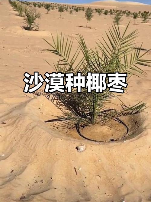 绿洲重生 埃及沙漠中椰枣树的生态恢复与旅游新篇章